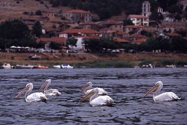 AUTORE: Luigi Bortolin AUTORE: Luigi Bortolin