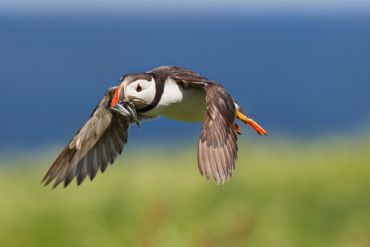 AUTORE: Roberto Valenti AUTORE: Roberto Valenti /